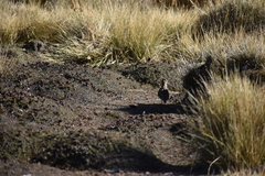 Gallinago andina