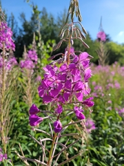 Chamaenerion angustifolium