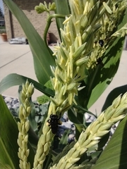 Melissodes bimaculatus