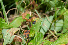 Pseudorhytisma bistortae