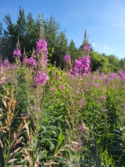 Chamaenerion angustifolium