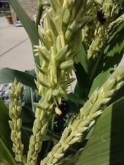 Melissodes bimaculatus