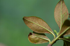 Chrysomyxa rhododendri