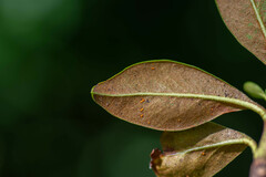 Chrysomyxa rhododendri