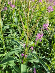 Chamaenerion angustifolium