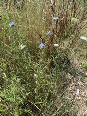 Cichorium intybus intybus