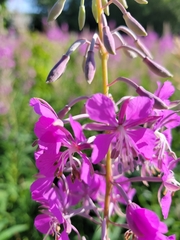 Chamaenerion angustifolium