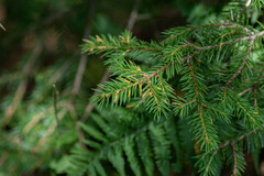 Chrysomyxa rhododendri
