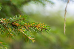 Chrysomyxa rhododendri