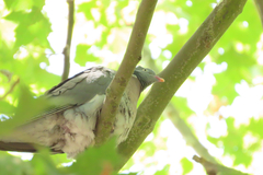 Columba palumbus