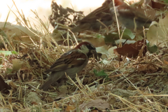 Passer domesticus