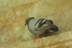 Columba livia domestica