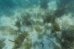 Lachnolaimus maximus