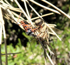 Rhynocoris iracundus