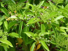 Tarenna fragrans