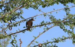 Turdus rufopalliatus graysoni