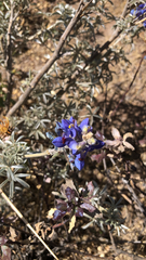 Lupinus altimontanus