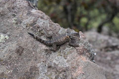 Sceloporus mucronatus