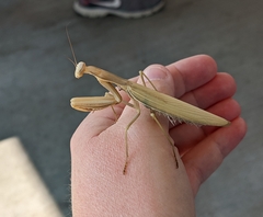 Mantis religiosa