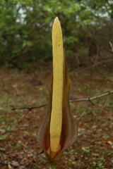Amorphophallus commutatus