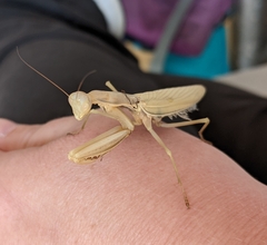 Mantis religiosa