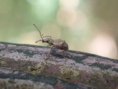 Eusomidius rostralis