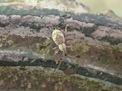 Eusomidius rostralis