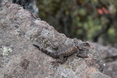 Sceloporus mucronatus