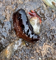 Cucumaria frondosa