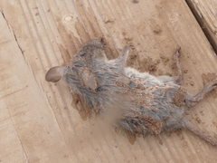 Abrothrix olivacea