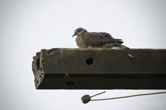 Streptopelia tranquebarica humilis