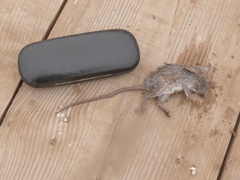 Abrothrix olivacea