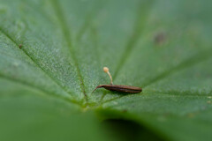 Symphyosirinia chaerophylli