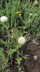 Cirsium canescens