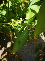 Persicaria maculosa