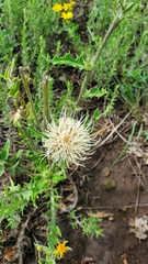 Cirsium canescens