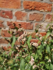 Persicaria maculosa
