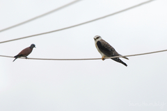 Elanus caeruleus vociferus