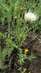 Cirsium canescens