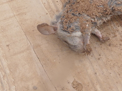 Abrothrix olivacea