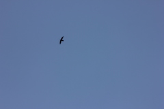 Streptoprocne rutila