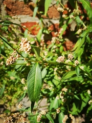 Persicaria maculosa