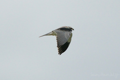 Elanus caeruleus vociferus