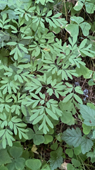 Corydalis scouleri