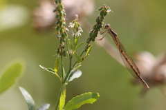 Sympecma fusca