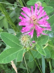 Trifolium