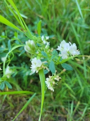 Medicago sativa