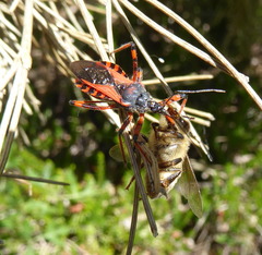 Rhynocoris iracundus