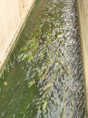 Potamogeton wrightii