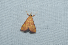 Pyrausta ignealis